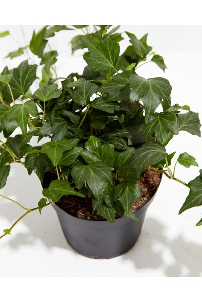 Ліана зелена